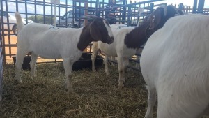 4X BOERBOK OOI / EWE ANDY FRASER (Per stuk om lot te neem)