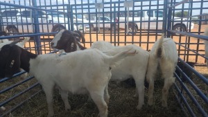 4X BOERBOK OOI / EWE ANDY FRASER (Per stuk om lot te neem)