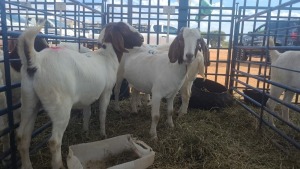 3X BOERBOK OOI / EWE ANDY FRASER (Per stuk om lot te neem)