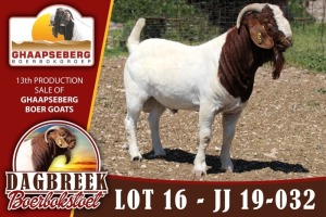 LOT 16 1X RAM BOERBOK DAGBREEKSTOET - KUDDE/FLOCK