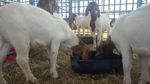 6X BOERBOK OOI / EWE ANDY FRASER (Per stuk om lot te neem)