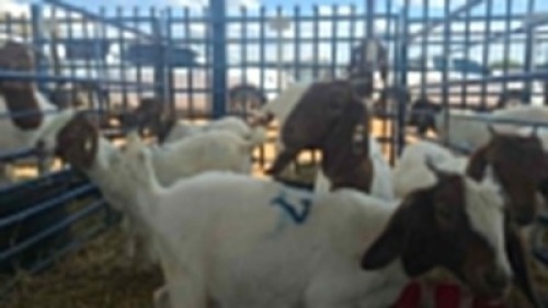 6X BOERBOK OOI / EWE ANDY FRASER (Per stuk om lot te neem)