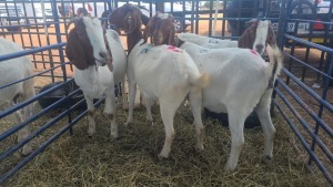 4X BOERBOK OOI / EWE ANDY FRASER (Per stuk om lot te neem)