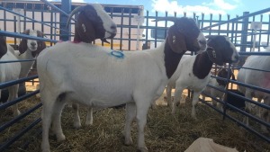 3X BOERBOK OOI / EWE ANDY FRASER (Per stuk om lot te neem)