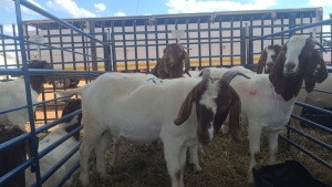 5X BOERBOK OOI / EWE ANDY FRASER (Per stuk om lot te neem)