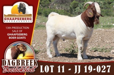 LOT 11 1X RAM BOERBOK DAGBREEKSTOET