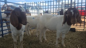 4X BOERBOK OOI / EWE ANDY FRASER (Per stuk om lot te neem)