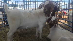 5X BOERBOK OOI / EWE ANDY FRASER (Per stuk om lot te neem)