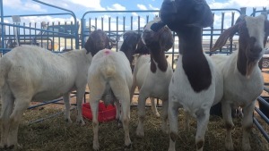 4X BOERBOK OOI / EWE ANDY FRASER (Per stuk om lot te neem)