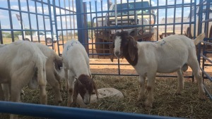 6X BOERBOK RAM ANDY FRASER (Per stuk om lot te neem)