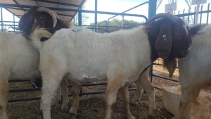 1X BOERBOK RAM ANDY FRASER