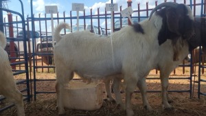 1X BOERBOK RAM ANDY FRASER