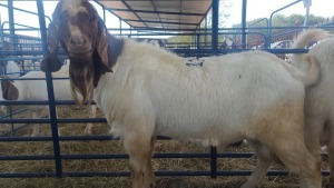 1X BOERBOK RAM ANDY FRASER