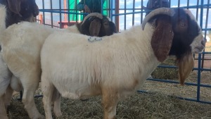 1X BOERBOK RAM ANDY FRASER