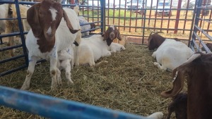 4X BOERBOK OOI / EWE ANDY FRASER (Per stuk om lot te neem)