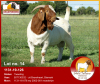 LOT 14 1X RAM BOERBOK DESRÈ FERREIRA - STOET/STUD