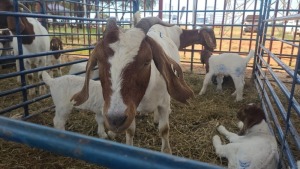 2X BOERBOK OOI / EWE ANDY FRASER (Per stuk om lot te neem)