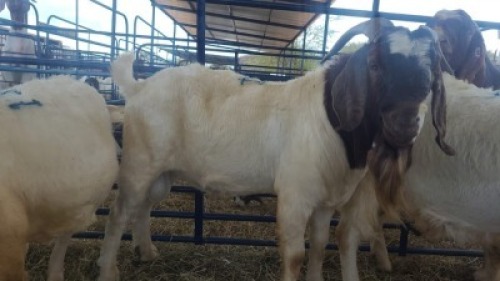 1X BOERBOK KOGGEL ANDY FRASER