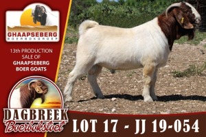 LOT 17 1X RAM BOERBOK DAGBREEKSTOET - KUDDE/FLOCK