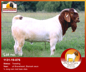 LOT 18 1X RAM BOERBOK DESRÈ FERREIRA - KUDDE/FLOCK