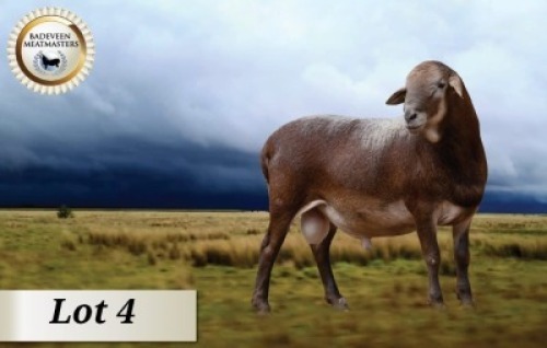 1X MEATMASTER RAM KUDDE BADEVEEN