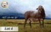 1X MEATMASTER RAM KUDDE BADEVEEN - 3