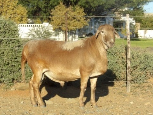 1X MEATMASTER RAM STOET WILGERBOOM