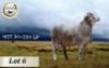 1X MEATMASTER RAM STOET BADEVEEN