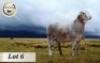 1X MEATMASTER RAM STOET BADEVEEN - 2