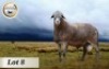 1X MEATMASTER RAM STOET BADEVEEN