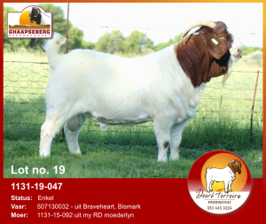 LOT 19 1X RAM BOERBOK DESRÈ FERREIRA - KUDDE/FLOCK