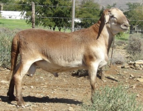 1X MEATMASTER RAM STOET WILGERBOOM