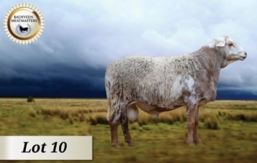 1X MEATMASTER RAM STOET BADEVEEN
