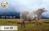 1X MEATMASTER RAM STOET BADEVEEN - 2