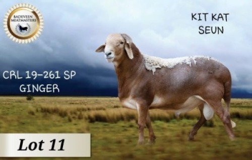1X MEATMASTER RAM KUDDE BADEVEEN