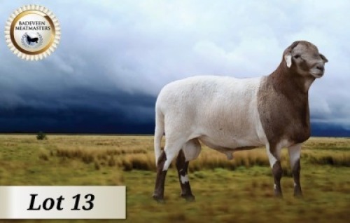 1X MEATMASTER RAM CB BADEVEEN