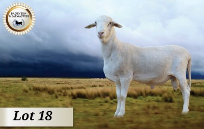 1X MEATMASTER RAM CB BADEVEEN