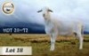 1X MEATMASTER RAM CB BADEVEEN - 2