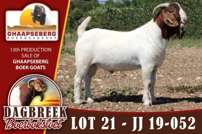 LOT 21 1X RAM BOERBOK DAGBREEKSTOET - KUDDE/FLOCK