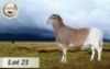 1X MEATMASTER RAM CB BADEVEEN