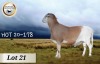 1X MEATMASTER RAM CB BADEVEEN - 2
