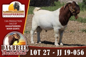 LOT 27 1X RAM BOERBOK DAGBREEKSTOET - KUDDE/FLOCK