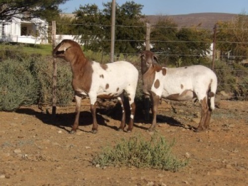 2X MEATMASTER OOI/EWE CB WILGERBOOM (Per stuk om lot te neem)