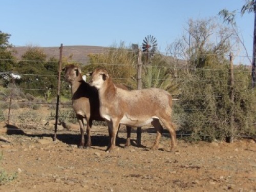 2X MEATMASTER OOI/EWE CB WILGERBOOM (Per stuk om lot te neem)