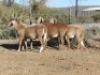4X MEATMASTER OOI/EWE CB WILGERBOOM (Per stuk om lot te neem)