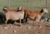 4X MEATMASTER OOI/EWE CB AUCAMP MEATMASTERS (Per stuk om lot te neem)