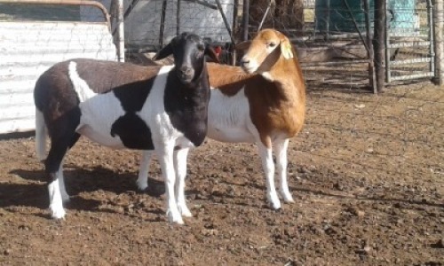 2X MEATMASTER OOI/EWE CB JACOB'S SHARE (Per stuk om lot te neem)