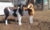 2X MEATMASTER OOI/EWE CB JACOB'S SHARE (Per stuk om lot te neem)