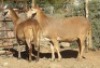 2X MEATMASTER OOI/EWE CB WILGERBOOM (Per stuk om lot te neem)