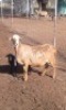 1+1X MEATMASTER OOI/EWE CB JACOB'S SHARE